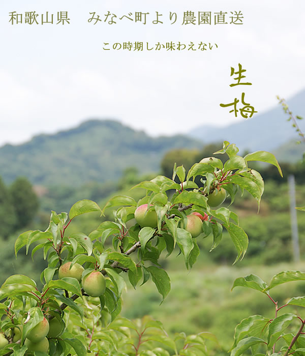 生梅、梅酒用青梅・梅ジュース用青梅、梅干し用梅、梅の通信販売深見梅店